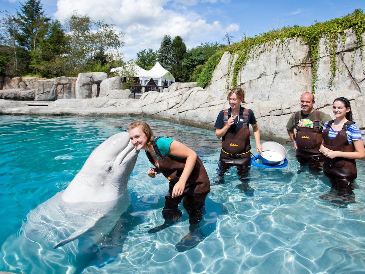 People are interacting with a white dolphin in an outdoor pool setting, with some feeding the dolphin while others look on.