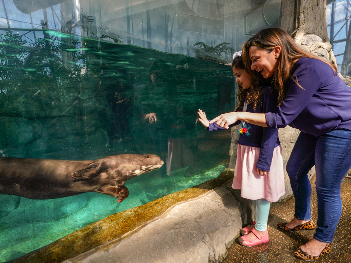 A woman and a young girl are observing an otter swimming in an aquarium. The woman is pointing at the otter, engaging the young girl.