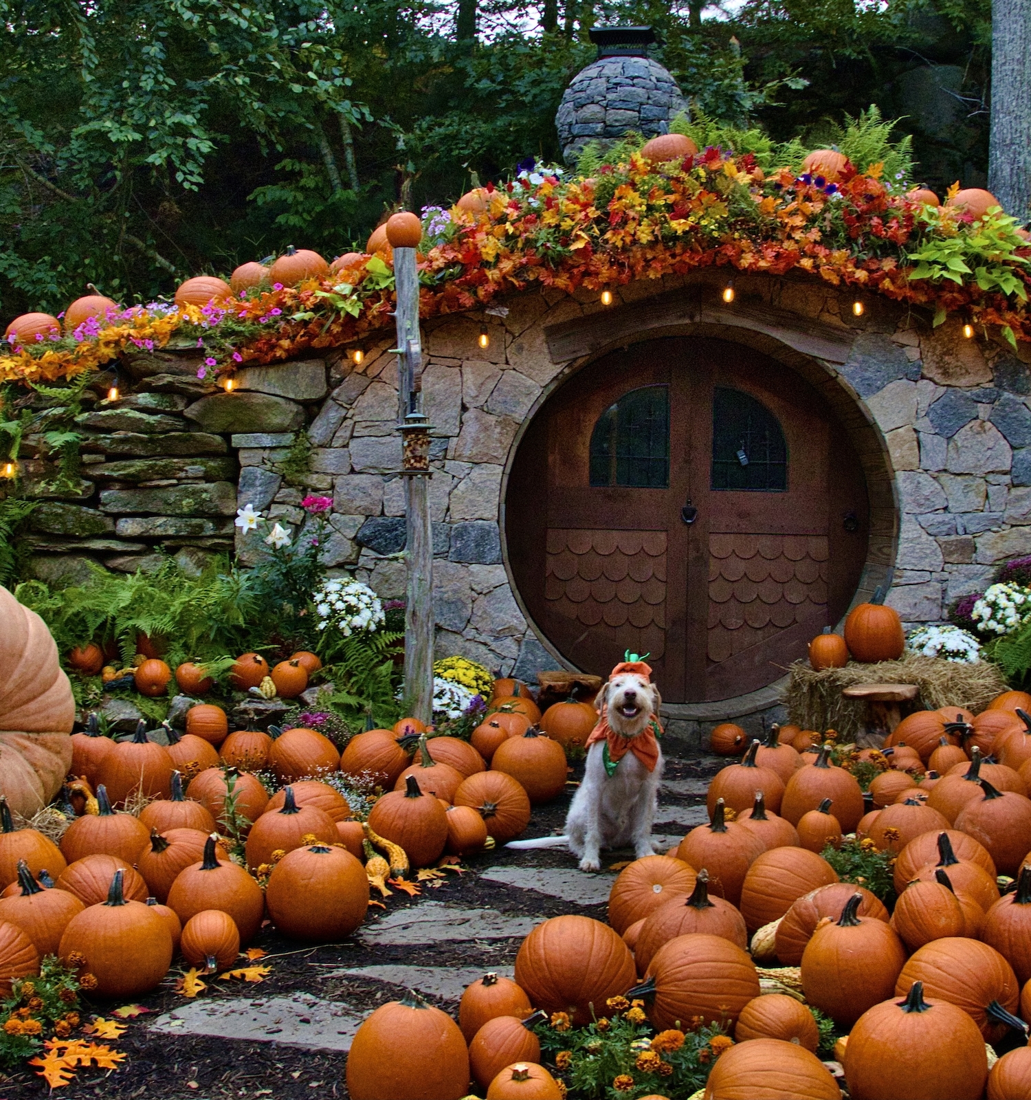 A Hobbit-style house adorned with pumpkins and fall decorations, featuring a dog sitting in front of the door.